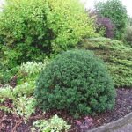 Le jardin de clara dans les Vosges
