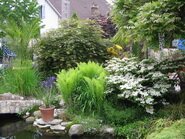 Plante dans les vosges