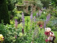 jardin d'iris