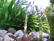 Plante dans les vosges