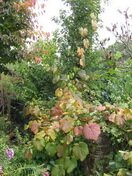 Le jardin en automne 2008