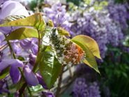 Le jardin en au printemps 2009