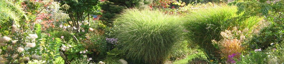 miscanthus